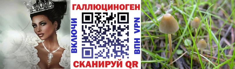 Купить  Анадырь  Псилоцибиновые грибы GOLDEN TEACHER 